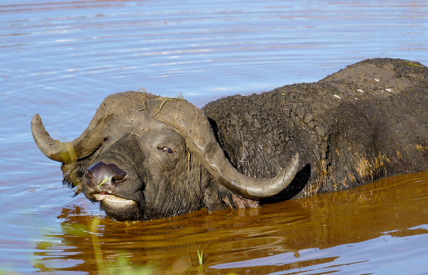15-days-uganda-wildlife-tour