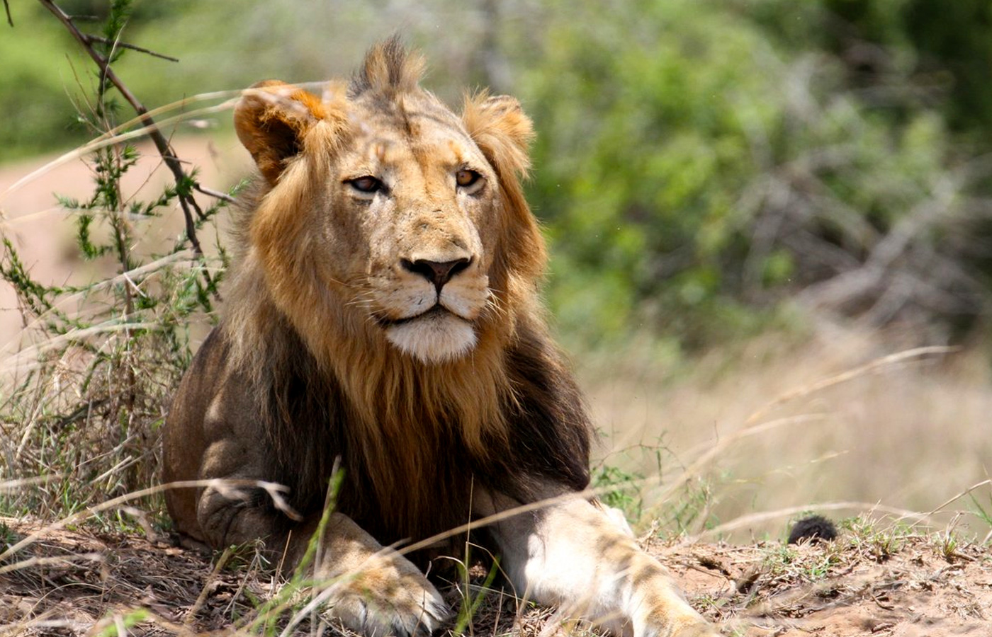 3-days-akagera-wildlife-safari