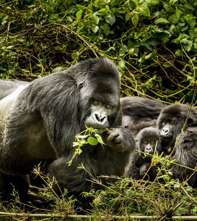 3-days-gorilla-trekking-rwanda