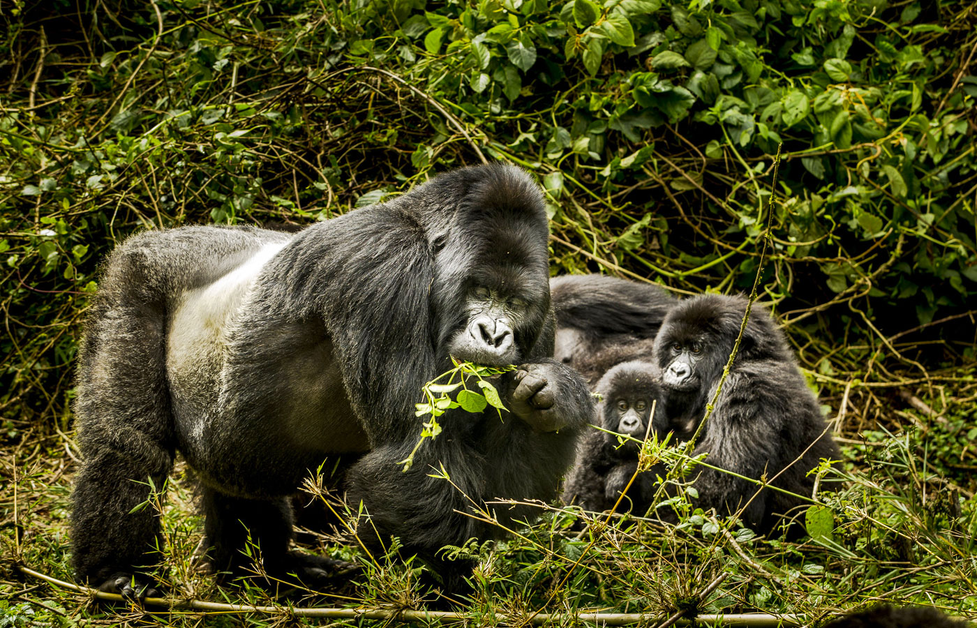 3-days-gorilla-trekking-rwanda
