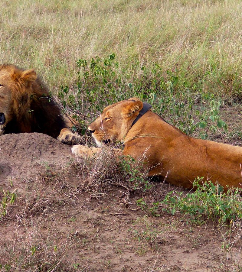 3-days-queen-elizabeth-national-park-safari