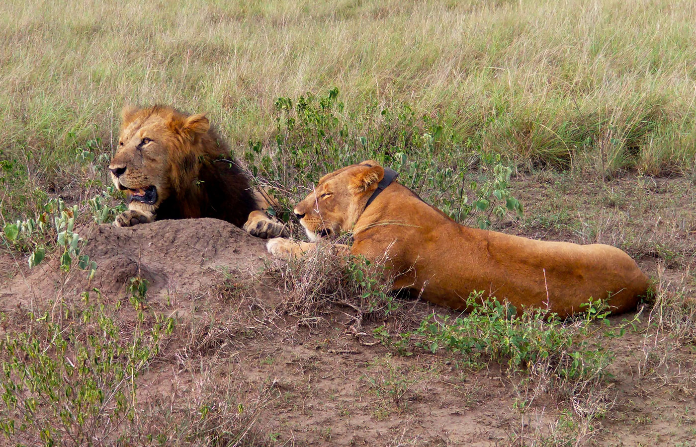 3-days-queen-elizabeth-national-park-safari