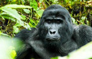 Are Gorilla Safaris Safe?