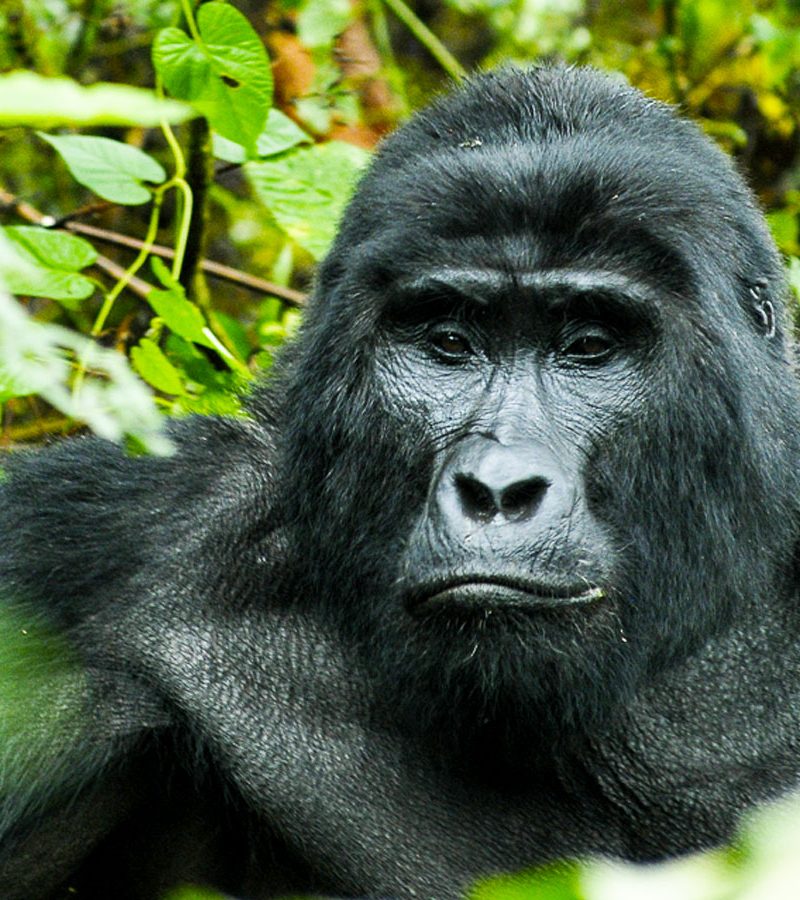 4-days-uganda-gorilla-trekking-safari