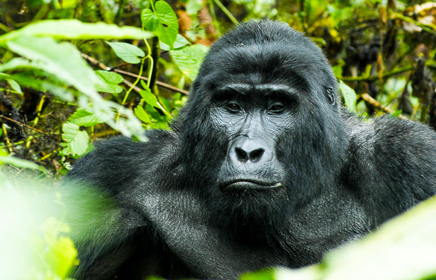 4-days-uganda-gorilla-trekking-safari