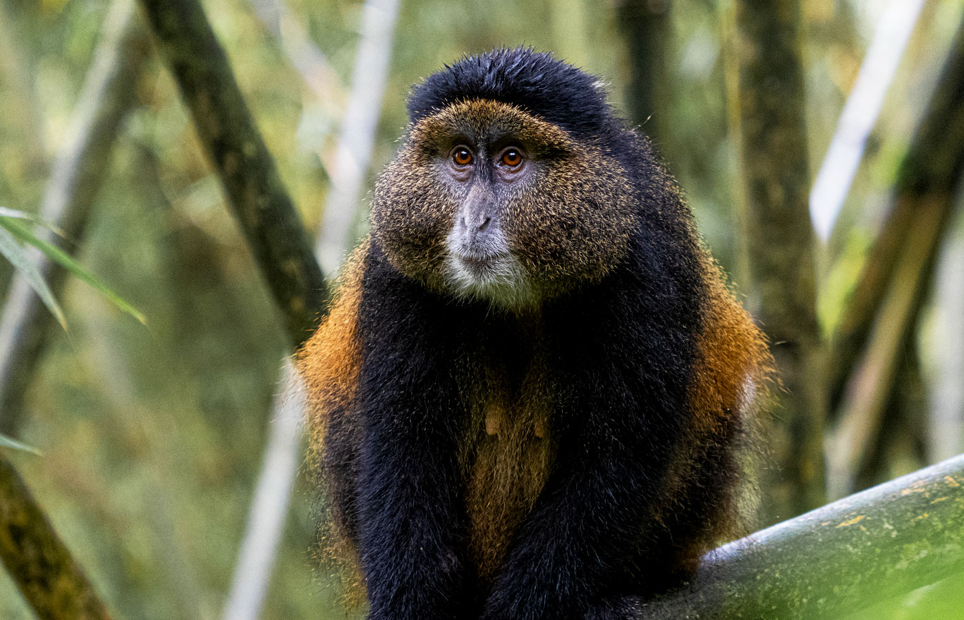 5-days-gorilla-and-dian-fossey-visit