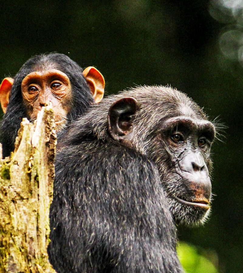 8-days-uganda-safari-primates