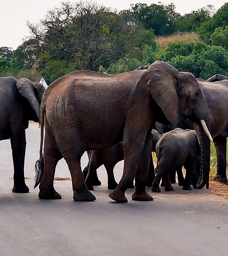 Best Safari Parks in Uganda Ranked