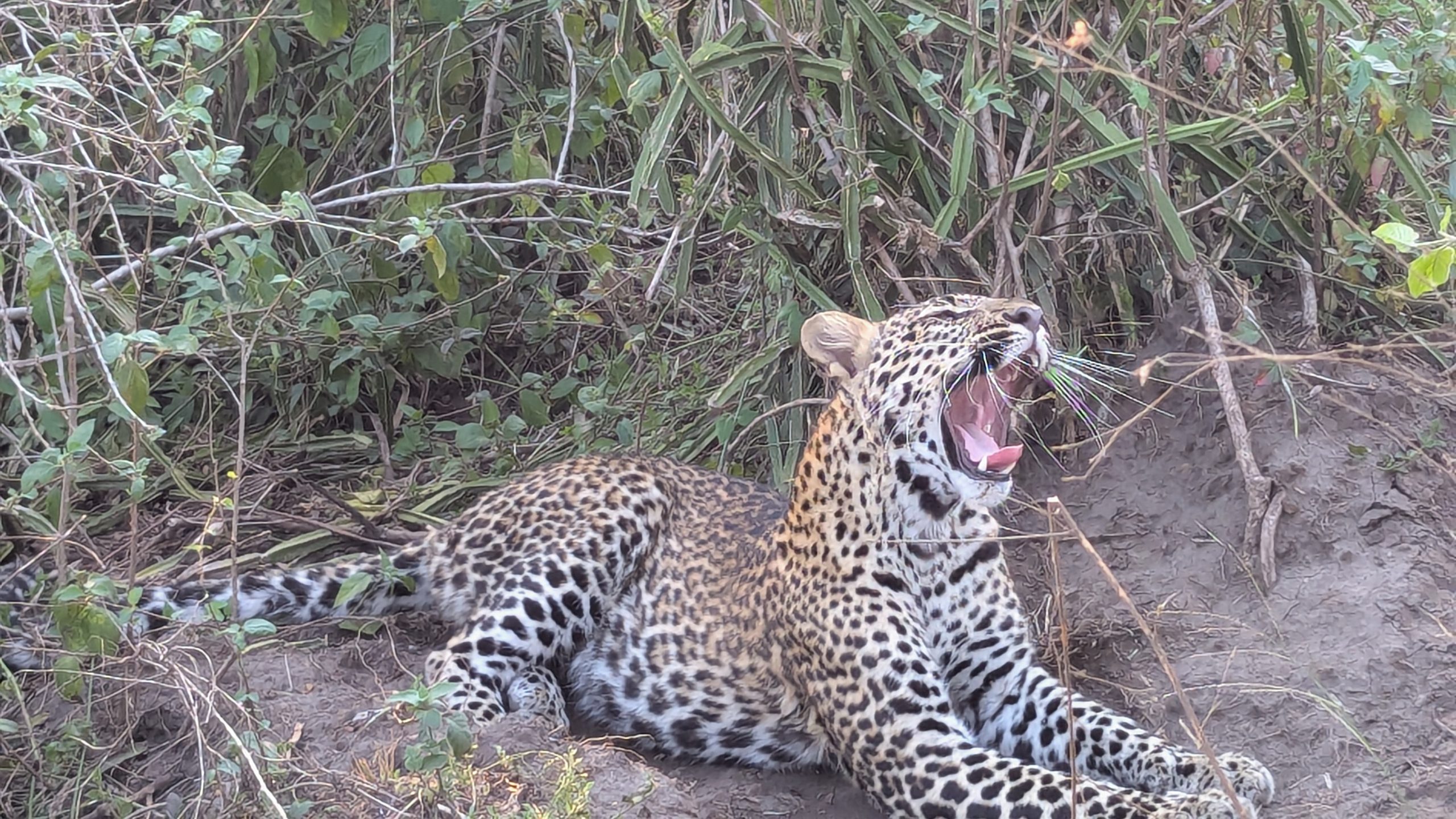 10 days Uganda Safari holiday