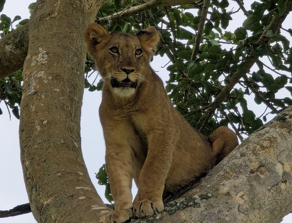 5 Days Gorilla and Wildlife Ugandan safari