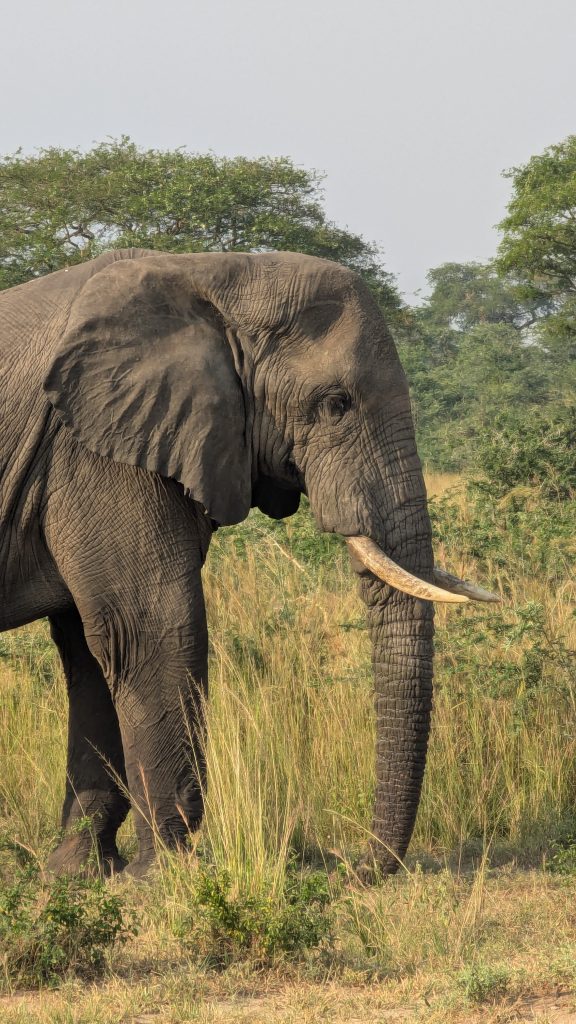 12-Day Gorilla & Wildlife Safari
