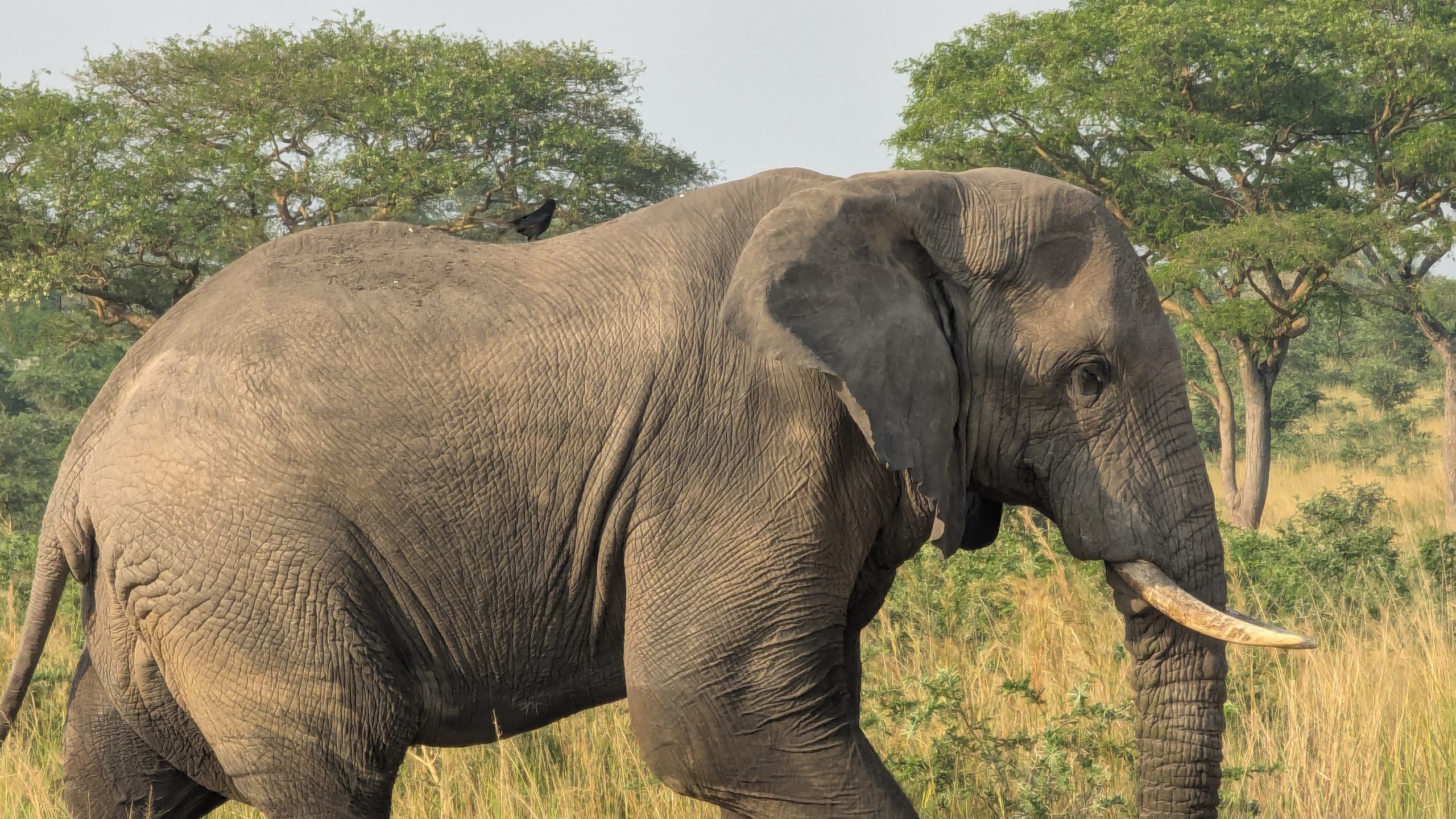 10 days Uganda Safari holiday