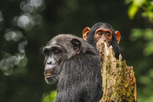 Chimpanzee Trekking in Kibale