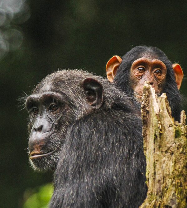 Chimpanzee Trekking in Kibale