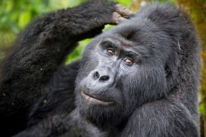 Are Gorilla Safaris Safe?