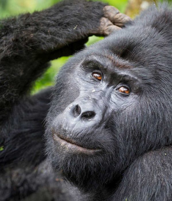Are Gorilla Safaris Safe?