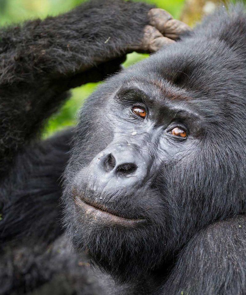 Are Gorilla Safaris Safe?