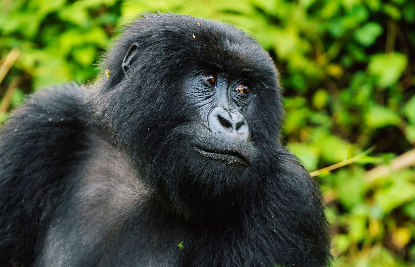 Are Gorilla Safaris Safe?