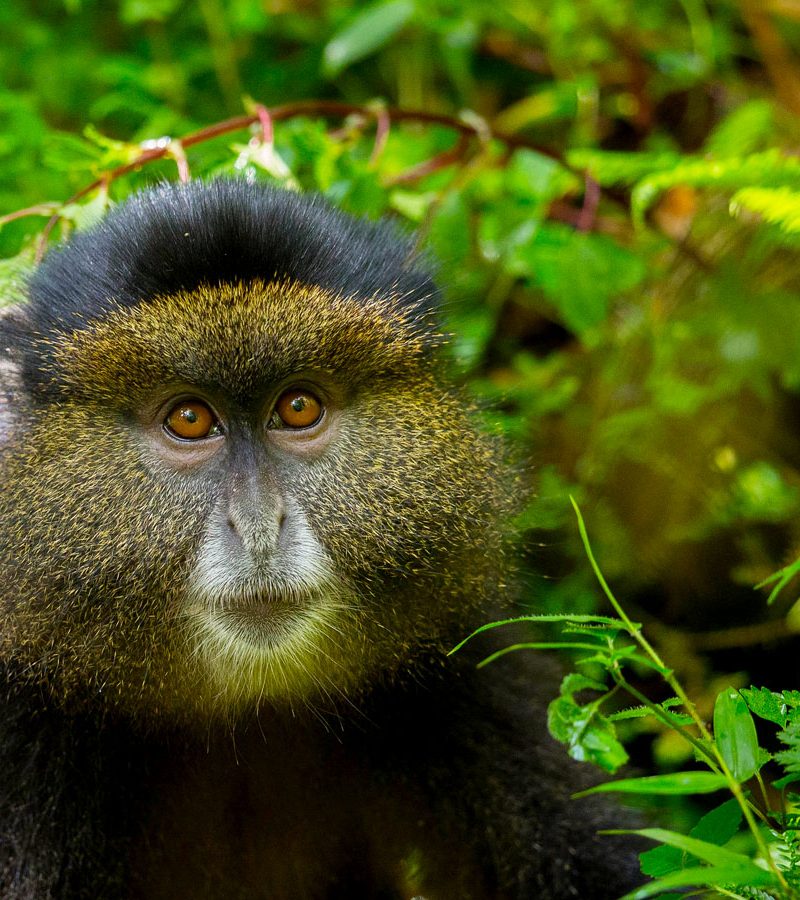 10-days-rwanda-primate-tracking-safari
