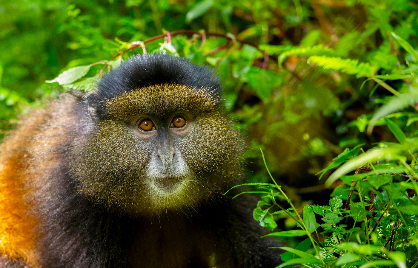 10-days-rwanda-primate-tracking-safari