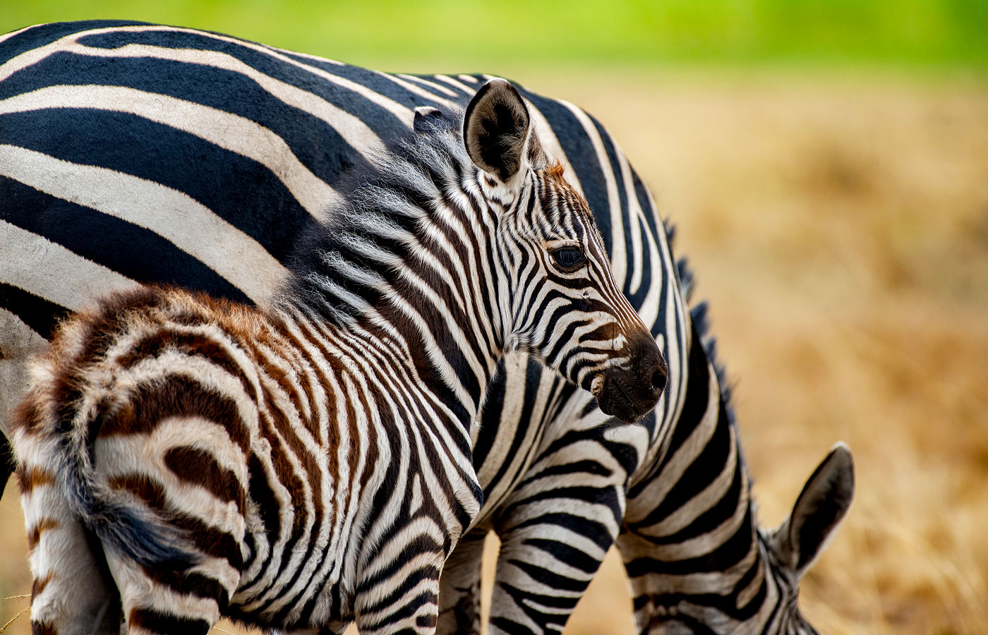 6-days-rwanda-gorilla-wildlife-safari