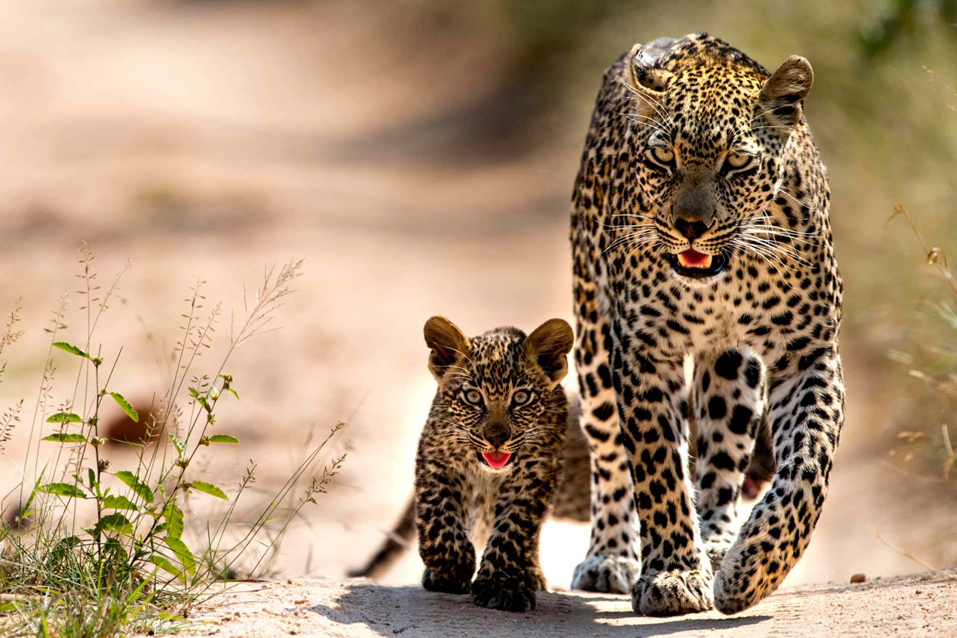 Big Five Safaris in Uganda