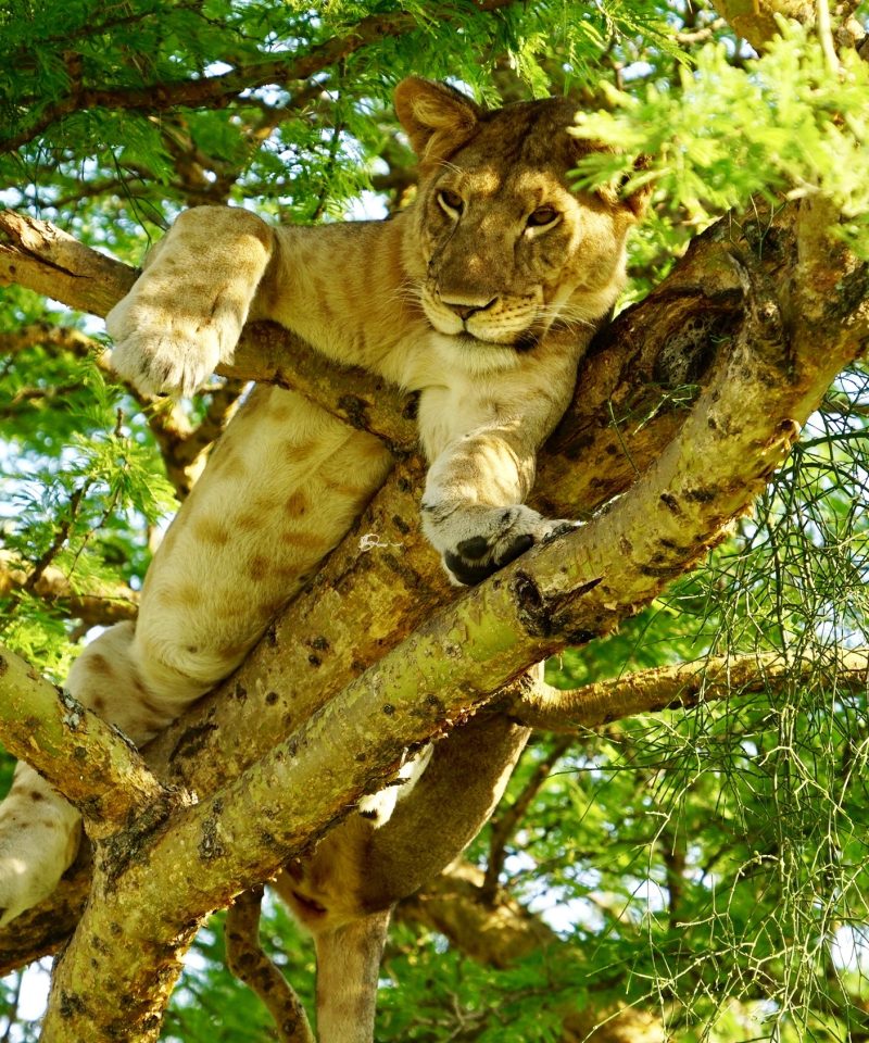 Queen Elizabeth National Park