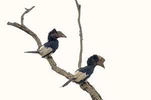Birding in Uganda