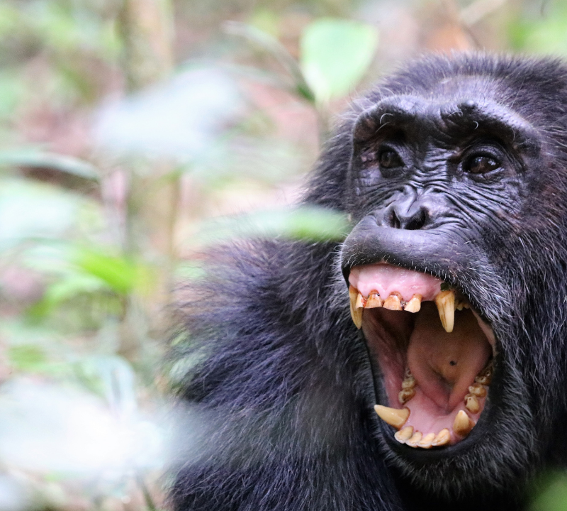 Chimpanzee trekking in Uganda