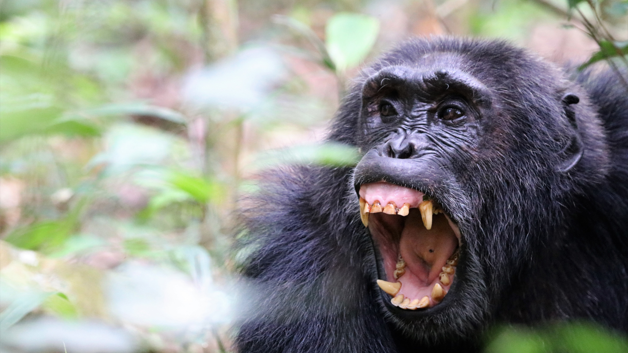 Chimpanzee trekking in Uganda