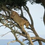 Big Five Safaris in Uganda Big Five Safaris in Uganda