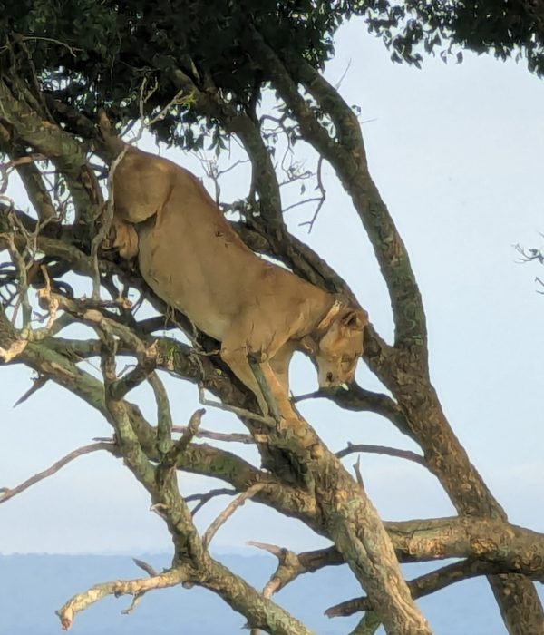 Best Winter Safari Tips