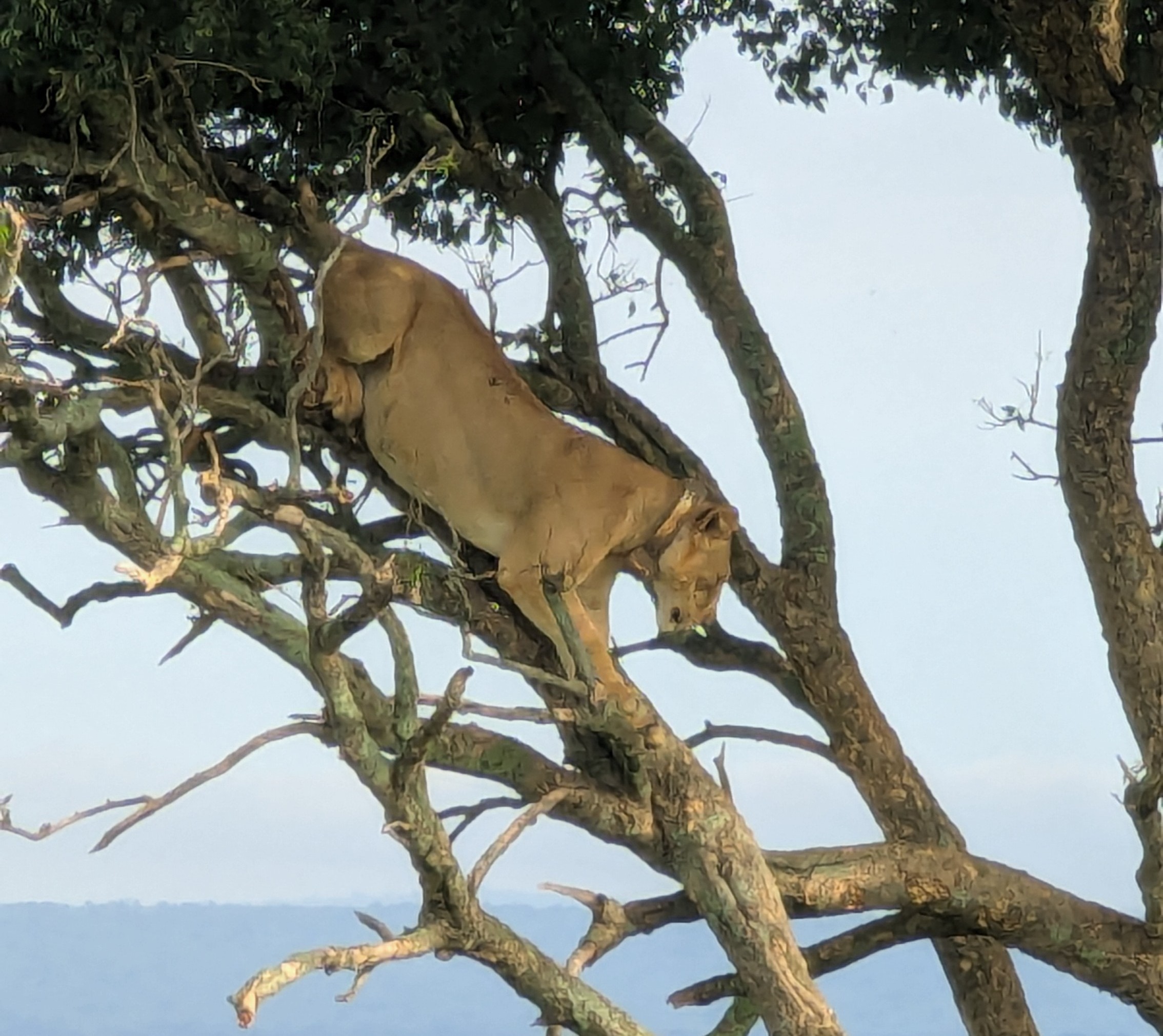 Top 10 Safari Destinations in Uganda