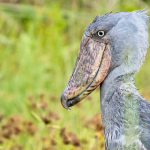 Bird-watching safari tips for Uganda