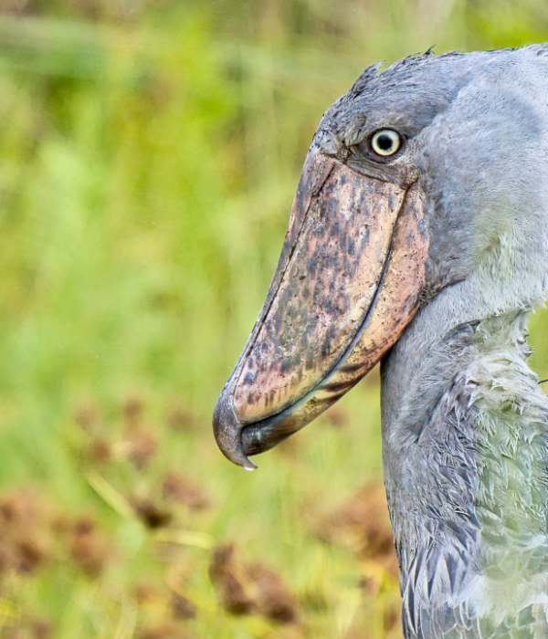 Bird-watching safari tips for Uganda