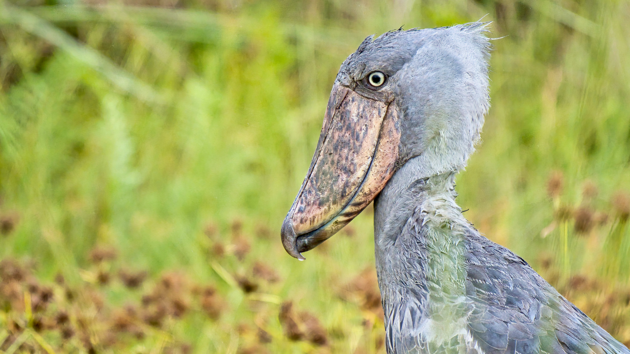 Bird-watching safari tips for Uganda