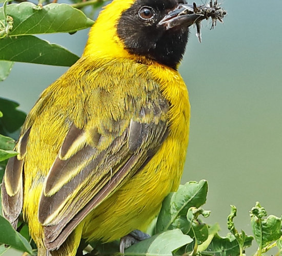 Fox’s Weaver Fox’s Weaver