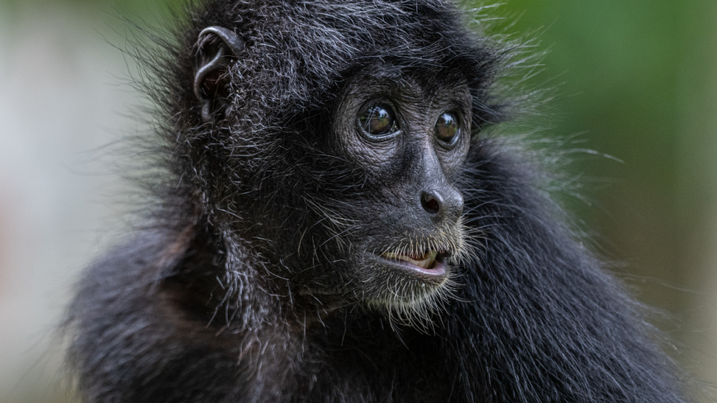 5 Days Gorilla and Wildlife Ugandan safari