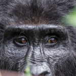Combining Uganda safaris and Rwanda gorilla trekking