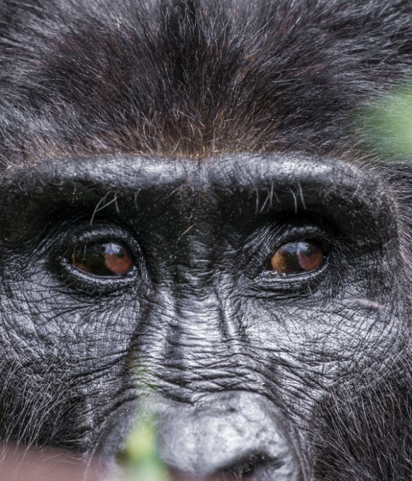 Combining Uganda safaris and Rwanda gorilla trekking