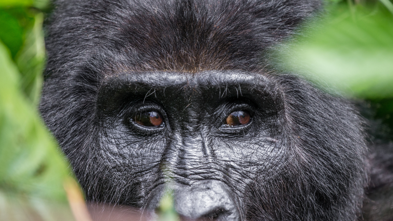 Ethical Gorilla Trekking Tips for Uganda