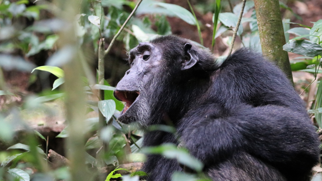 6 days primates in Uganda