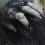 Ethical Gorilla Trekking Tips for Rwanda