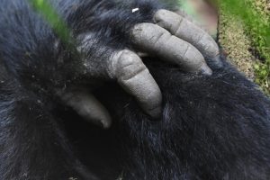 Ethical Gorilla Trekking Tips for Rwanda