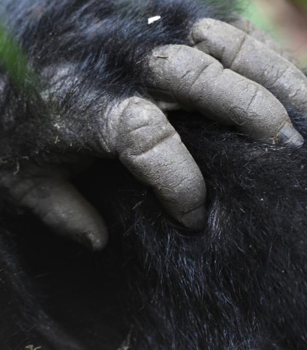 Ethical Gorilla Trekking Tips for Rwanda