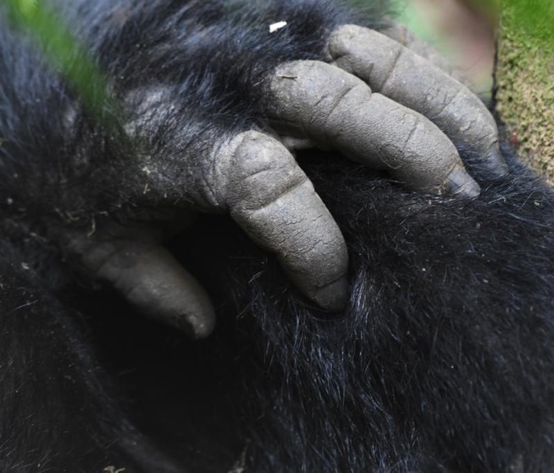 Ethical Gorilla Trekking Tips for Rwanda