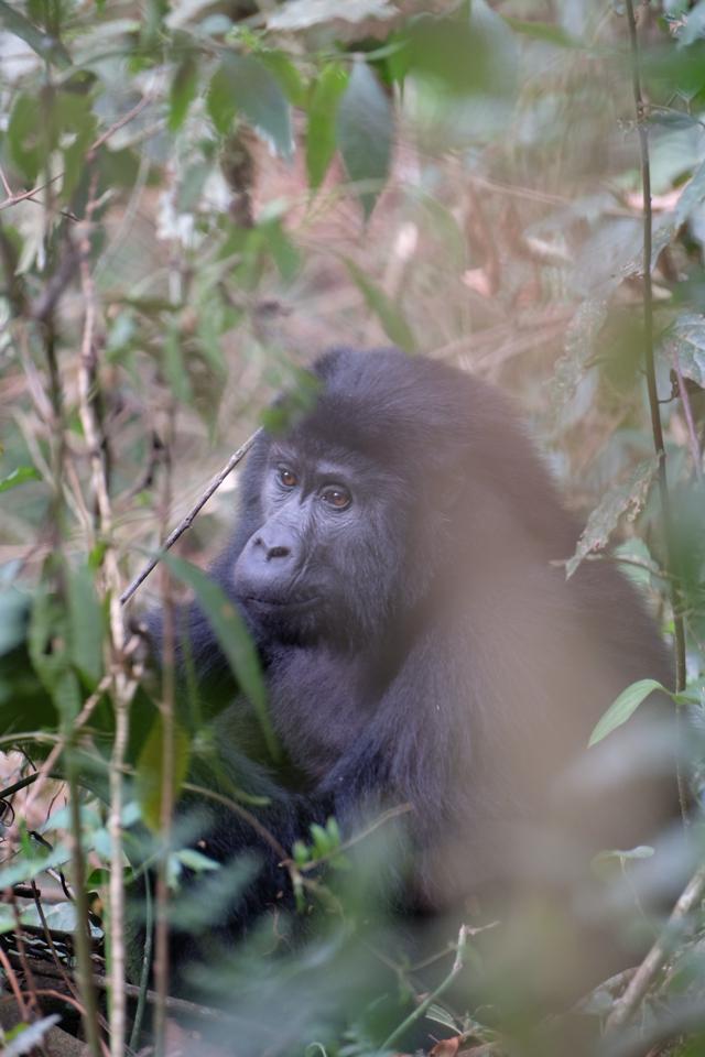 4 Days Gorilla Trekking Safari