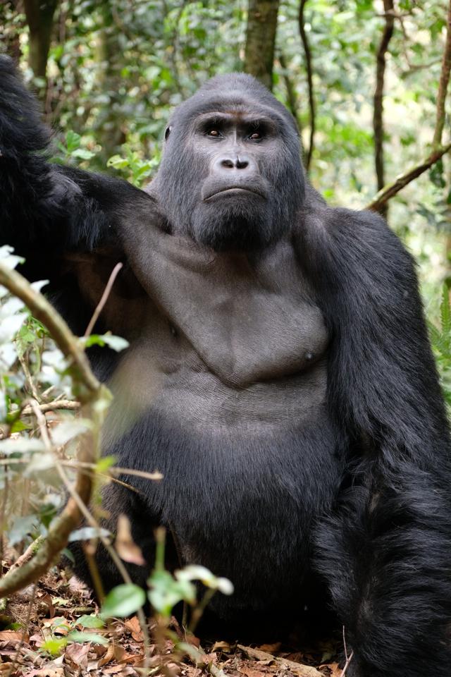 Ethical Gorilla Trekking Tips for Uganda