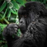 Ethical Gorilla Trekking Tips for Rwanda