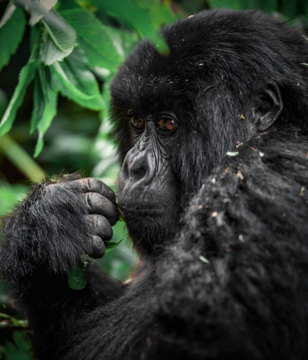 Ethical Gorilla Trekking Tips for Rwanda